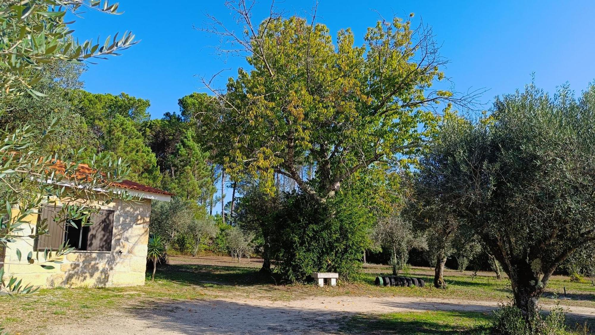 Quinta Da Pedra Mija Pensionat Santar Eksteriør billede