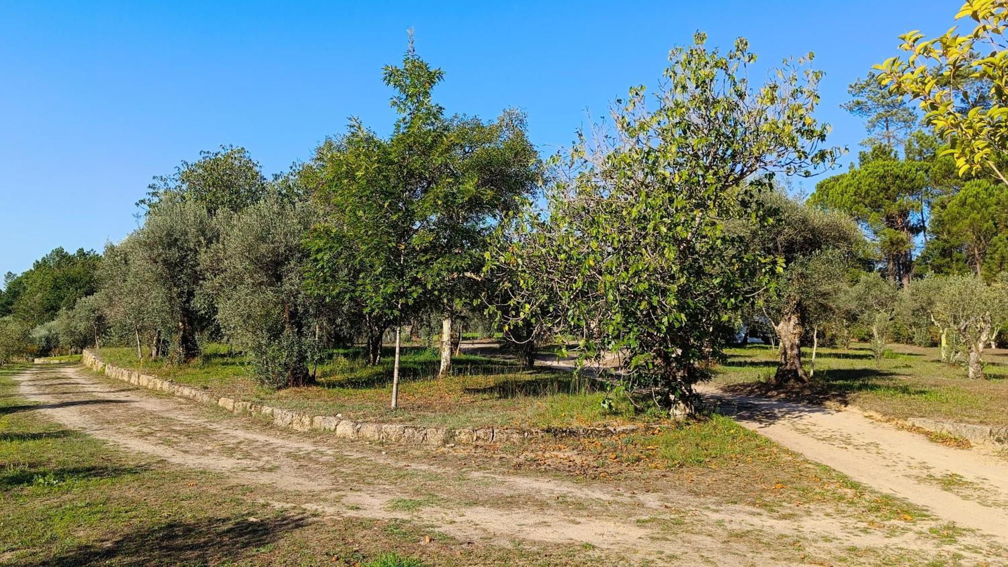 Quinta Da Pedra Mija Pensionat Santar Eksteriør billede